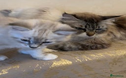 Siberian cats for sale: GCCF Registered Siberian Kitten For Sale  - Image 4