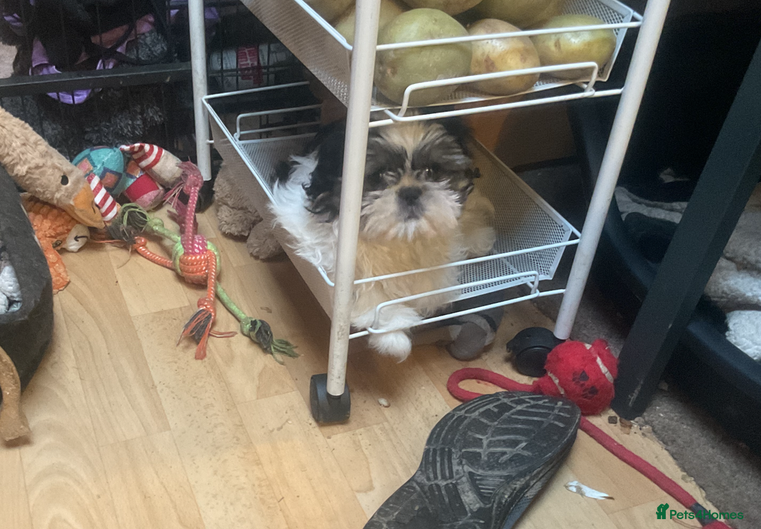 Shih Tzu dogs for sale: Shih Tzu puppies , ready to leave now - Advert 2