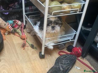 Shih Tzu dogs Shih Tzu puppies , ready to leave now - Advert 7