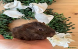 Guinea Pig rodents for sale: baby boars guinea pigs - Image 3