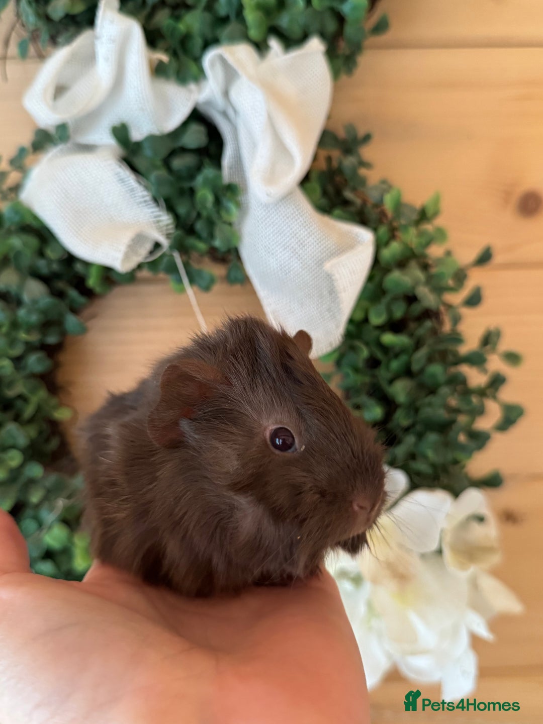 Guinea Pig rodents for sale: baby boars guinea pigs - Image 3