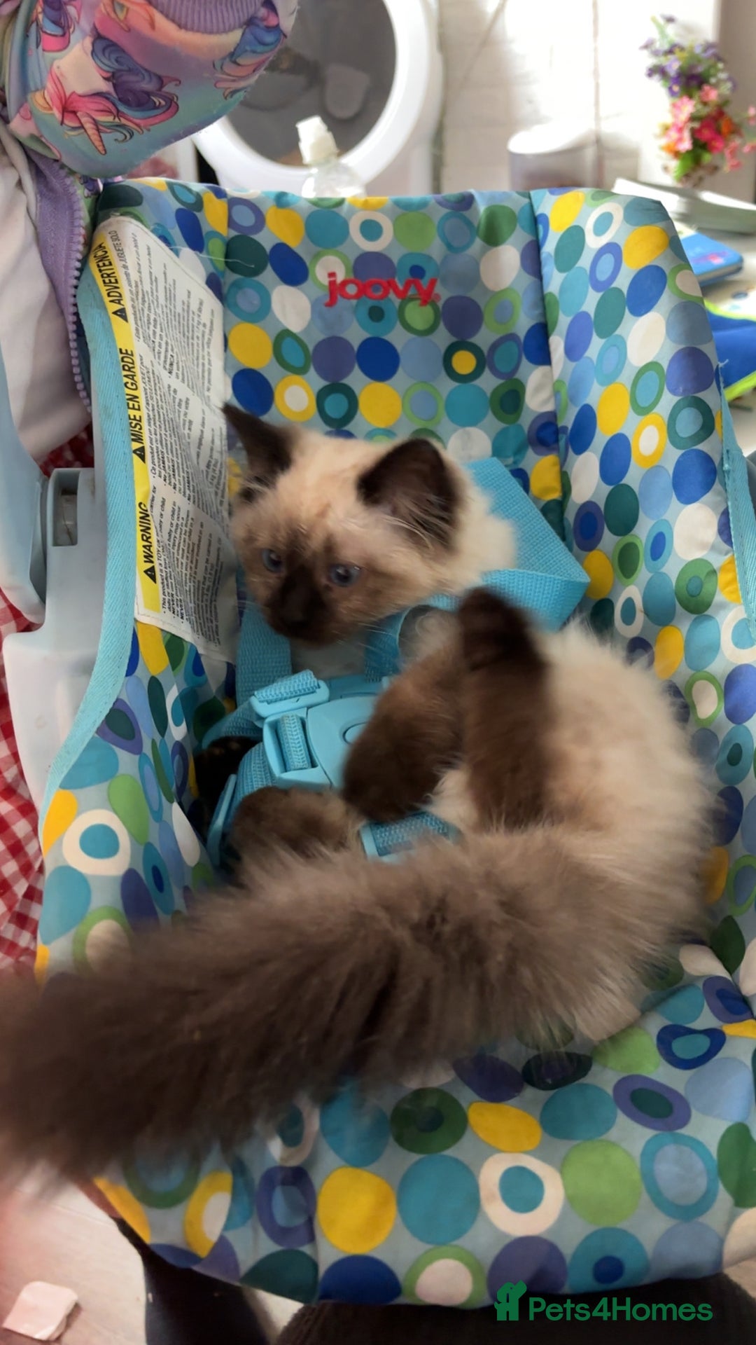 Ragdoll cats for sale: Ragdoll kitten - Image 3