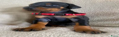 Red collar Black and Tan female 