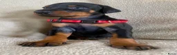 Dobermann dogs for sale: Health tested European puppies  - Advert 6