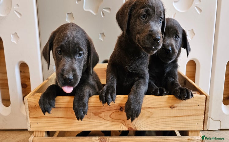 Labrador Retriever dogs - Advert 6
