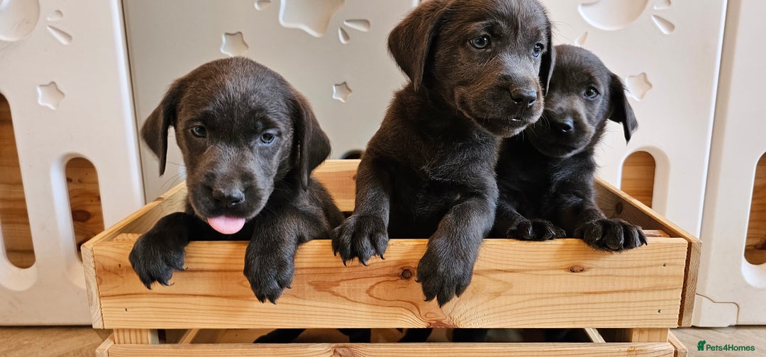 Labrador Retriever dogs for sale: THE LAST 4 KC HEALTH TESTED LABS READY TO NOW.  - Image 2