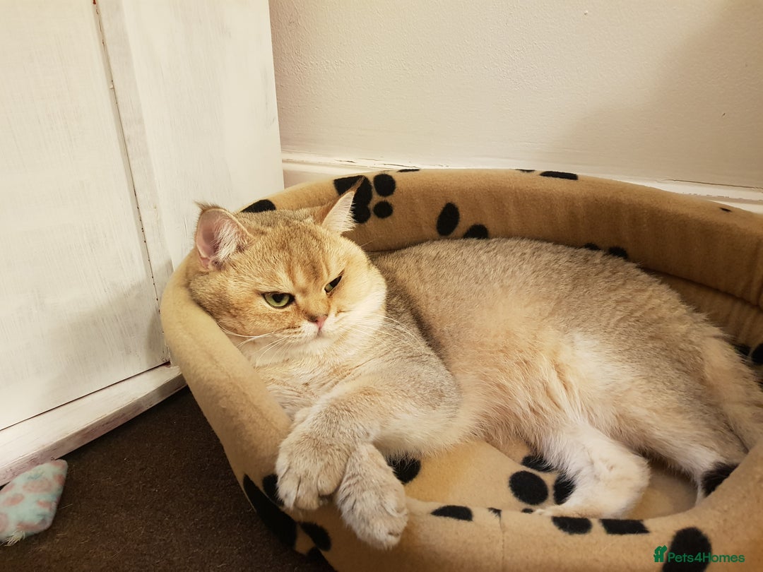 Scottish Fold cats for stud: GOLD CHINCHILLA SCOTTISH STRAIGHT PEDIGREE. STUD in London - Advert 16