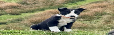 Border Collie Puppy 2