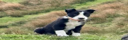 Border Collie dogs for sale: Beautiful Border Collie pups for sale  - Advert 2