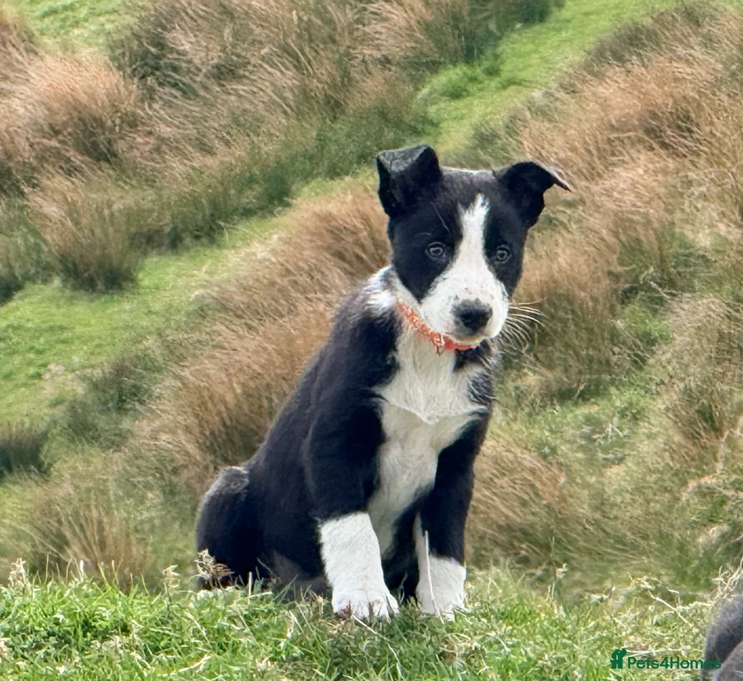 Border Collie dogs for sale: Beautiful Border Collie pups for sale  - Advert 2