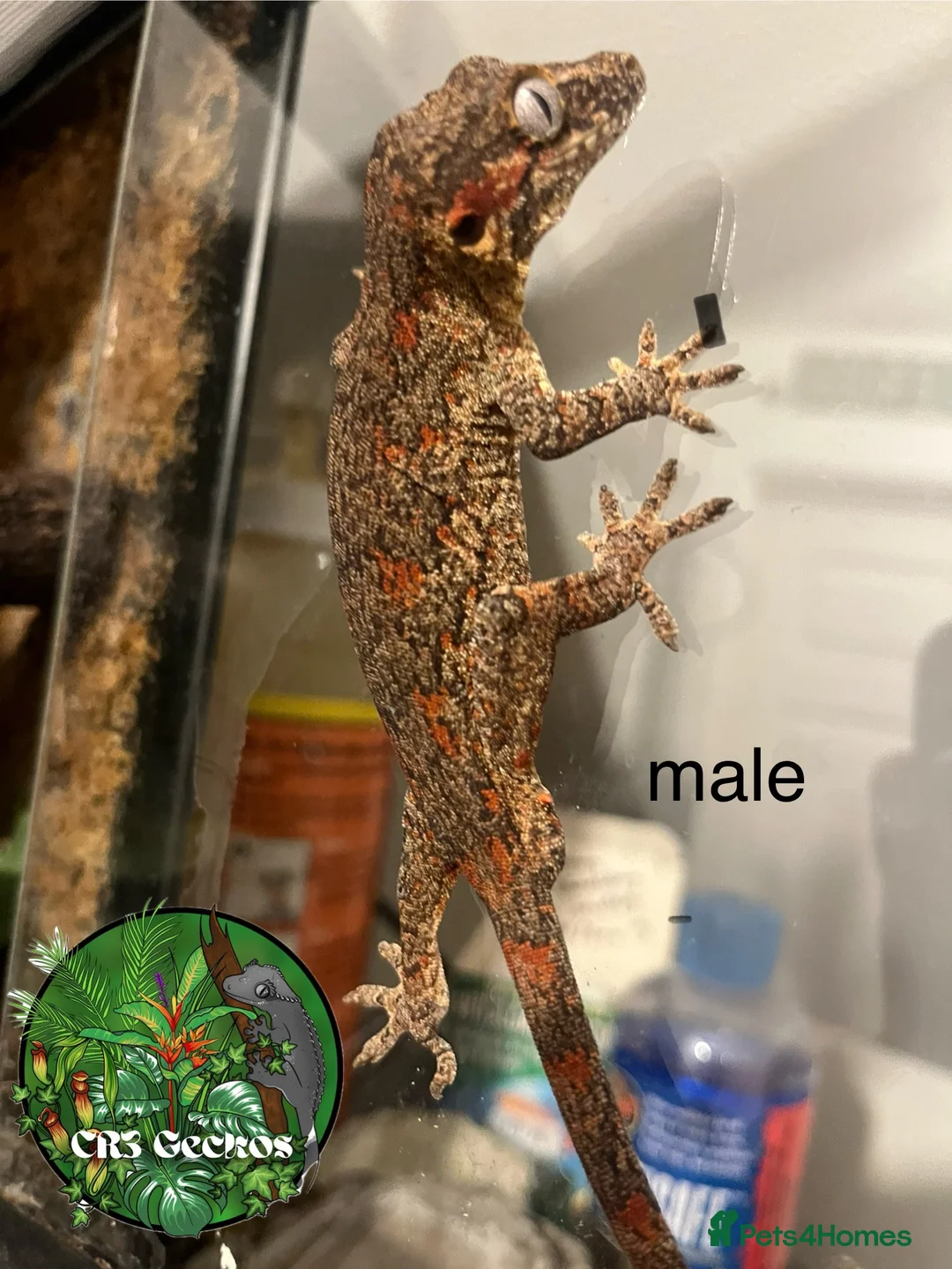 Gecko reptiles for sale: Crested gecko and gargoyles male and female  - Advert 9