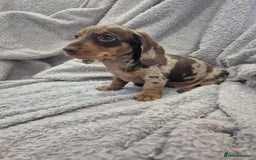 Miniature Dachshund dogs for sale: Kc dachshund babies ready next week - Image 11