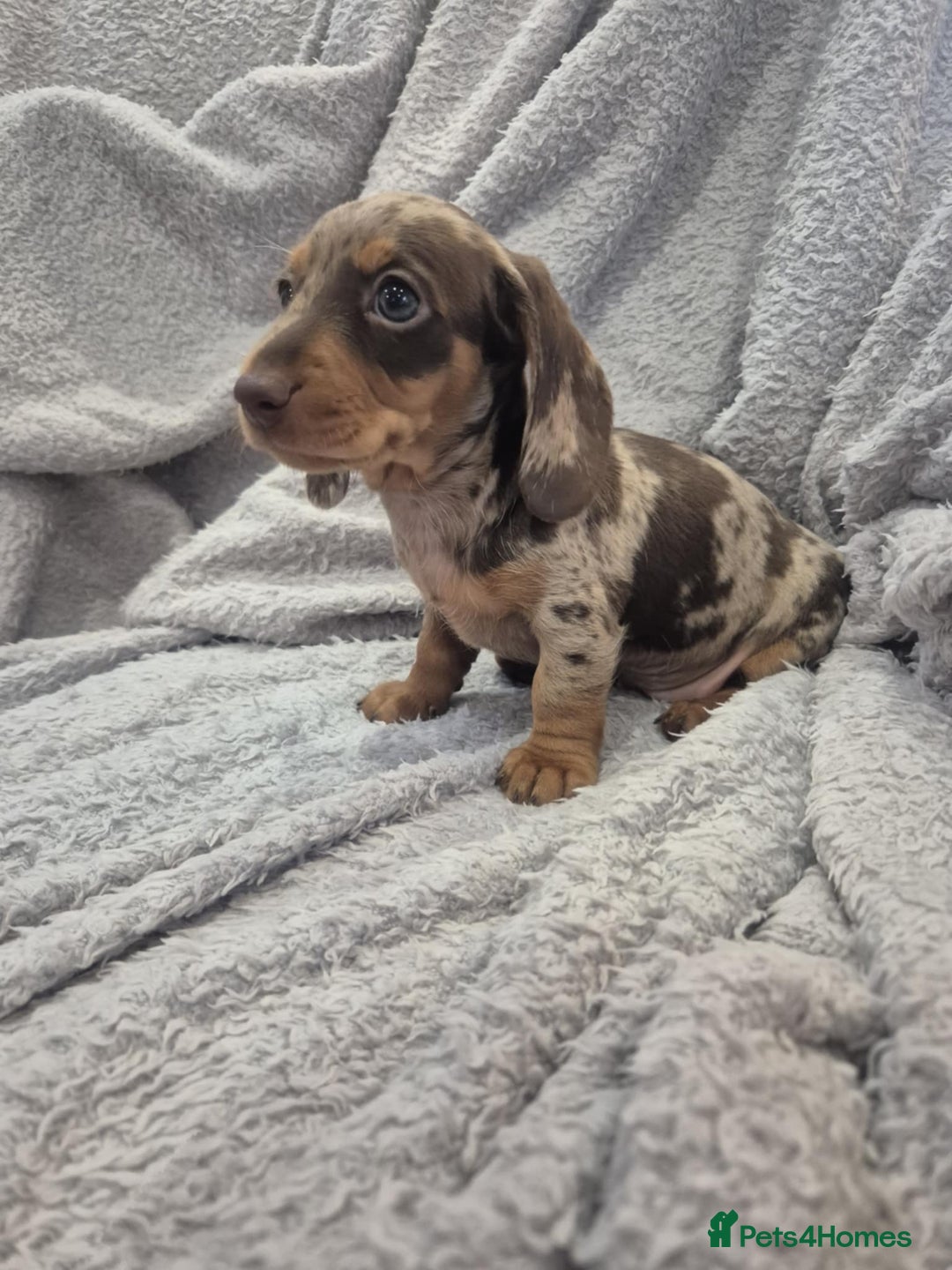 Miniature Dachshund dogs for sale: Kc dachshund babies ready next week - Image 11