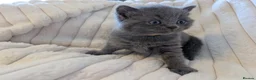 British Shorthair cats for sale: ❤️❤️Stunning GCCF Beautiful BSH kittens ❤️❤️  - Advert 16