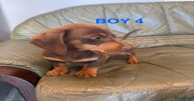 Dachshund dogs in Romford - Advert 14