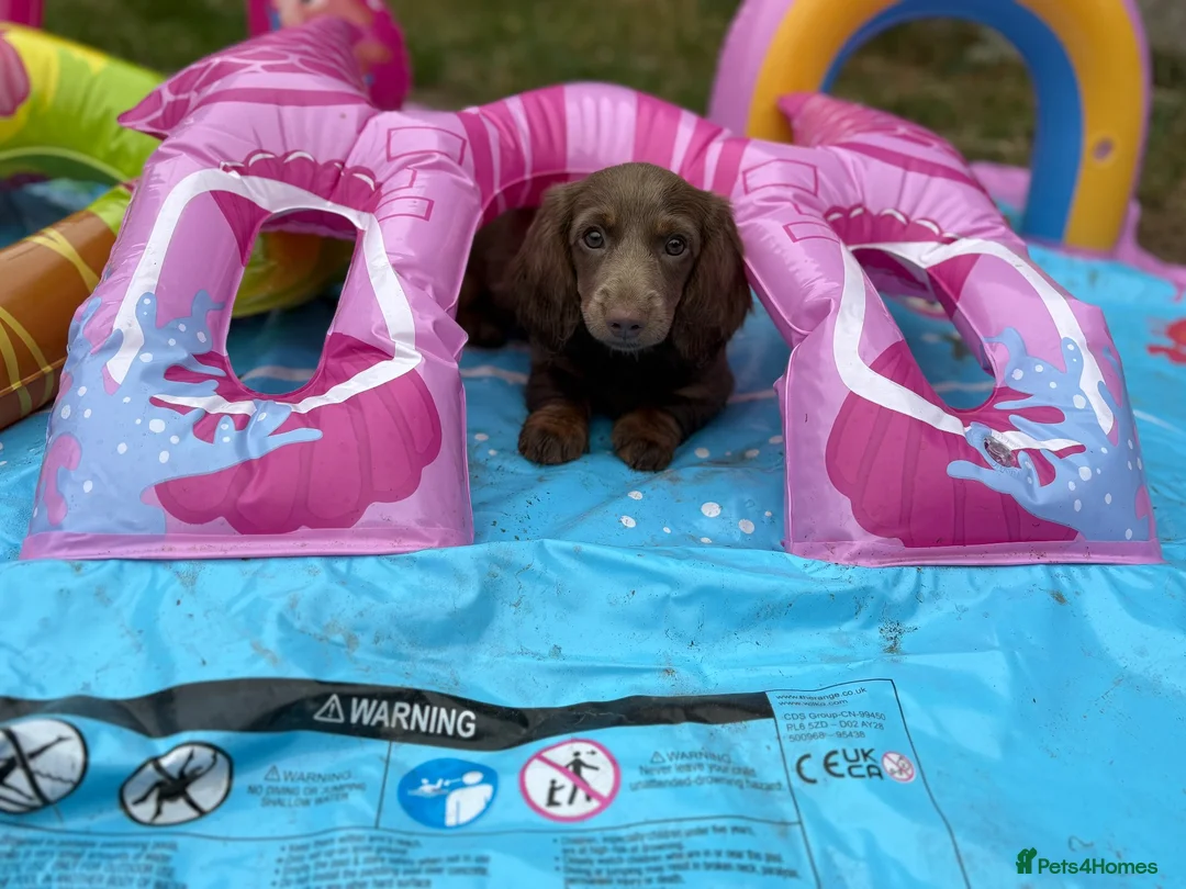 Miniature Dachshund dogs for sale: Molly - Advert 2