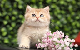 British Shorthair cats for sale: Gorgeous Golden & Blue Golden. Ready now! - Image 9