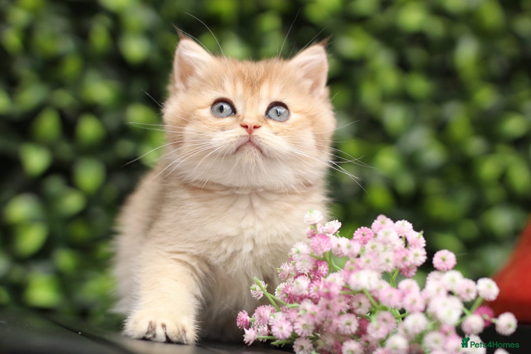 British Shorthair cats for sale: Gorgeous Golden & Blue Golden. Ready now! - Image 9