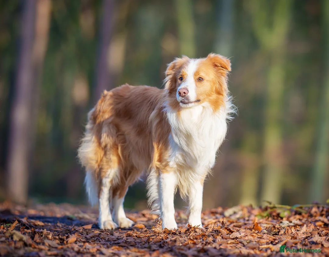 Border Collie dogs for stud: KC REG FULLY HEALTH TESTED EE RED/GOLD STUD  in Doncaster - Advert 3