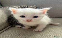Siberian cats for sale: Five fluffy kittens  - Image 9