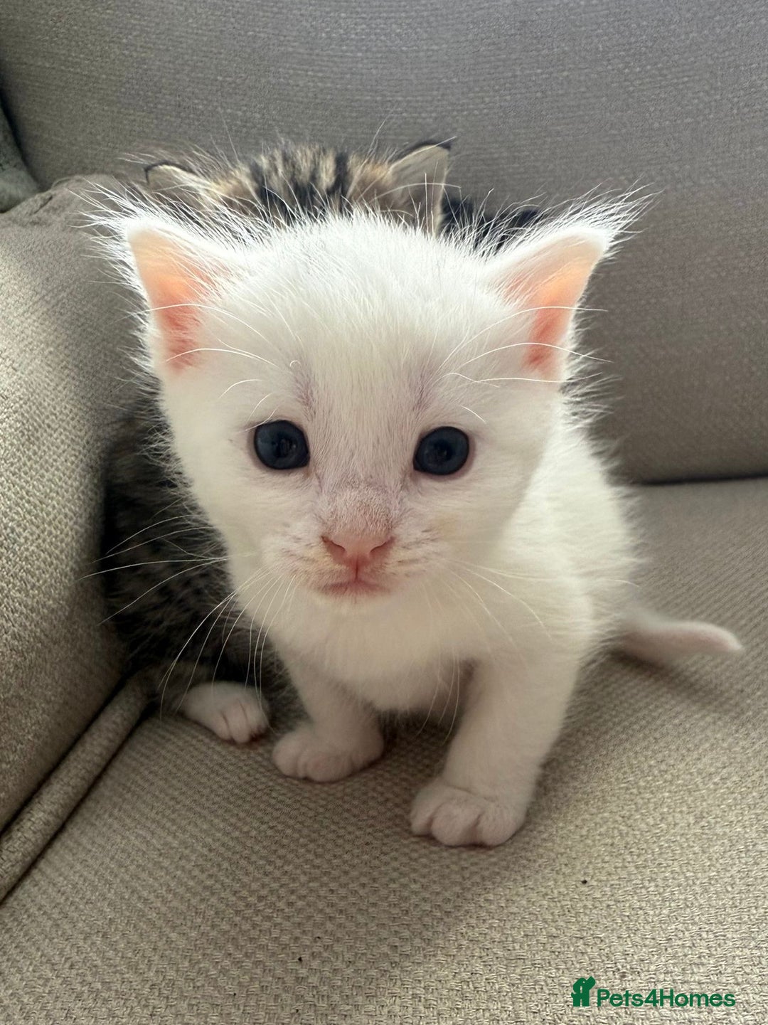 Siberian cats for sale: Five fluffy kittens  - Image 9