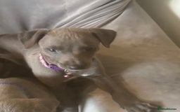 Whippet dogs for sale: Beautiful KC Reg Blue Whippet puppies - Image 9