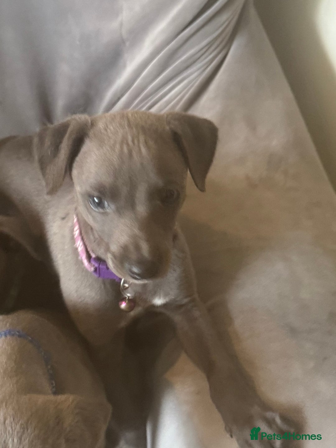 Whippet dogs for sale: Beautiful KC Reg Blue Whippet puppies - Image 9