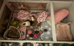Guinea Pig rodents for sale: Two guinea pigs-with two cages and all accessories - Image 4