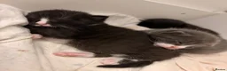 Mixed Breed cats for sale: 3 beautiful black and white tabby kittens for sale - Advert 3