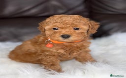 Toy Poodle dogs for sale: Gorgeous Fox Red Toy Poodle Females😍 - Image 22