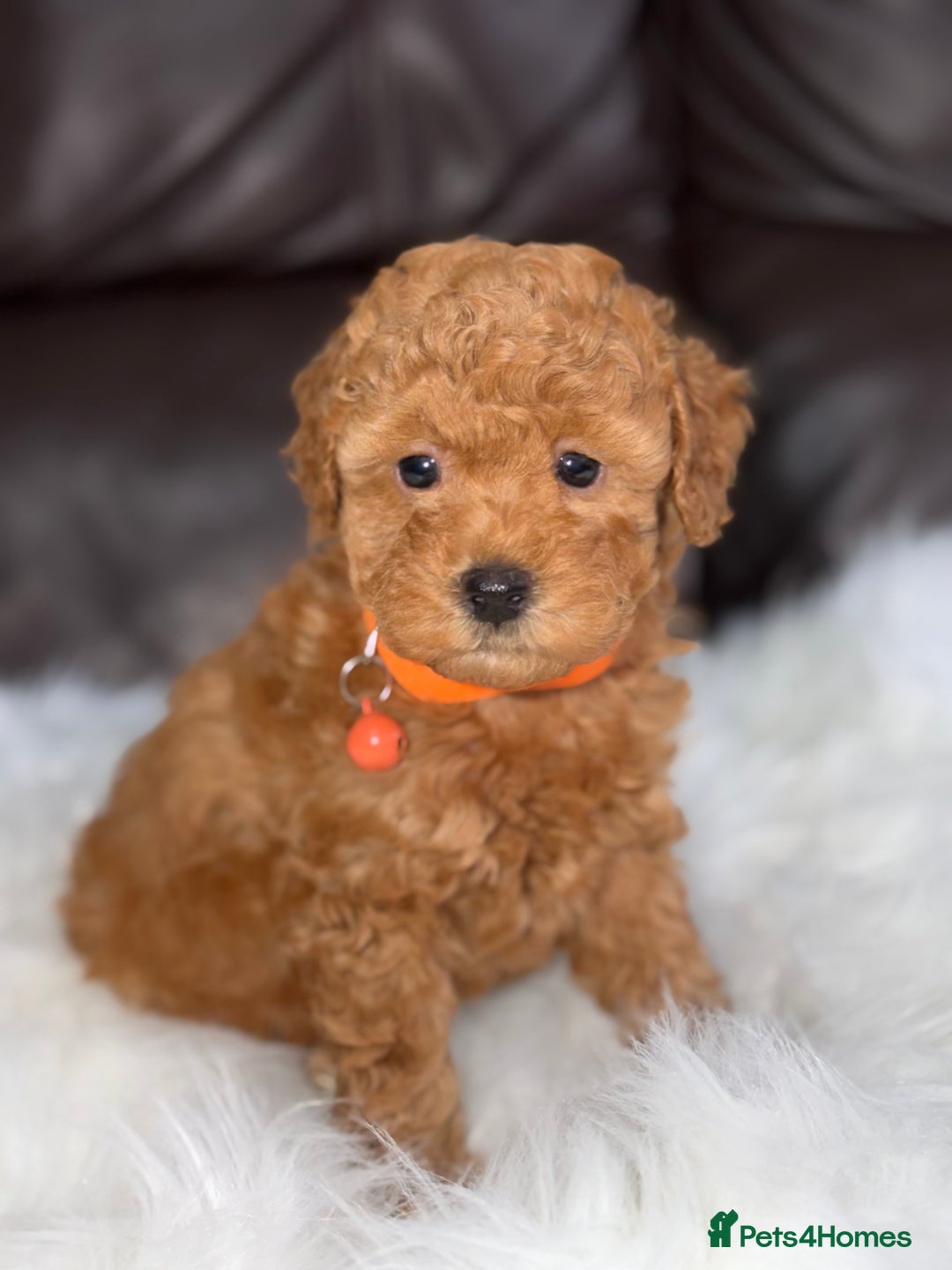 Toy Poodle dogs for sale: Gorgeous Fox Red Toy Poodle Females😍 - Image 22