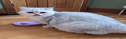 British Longhair cats for sale: Stunning Black Tipped British  - Advert 3
