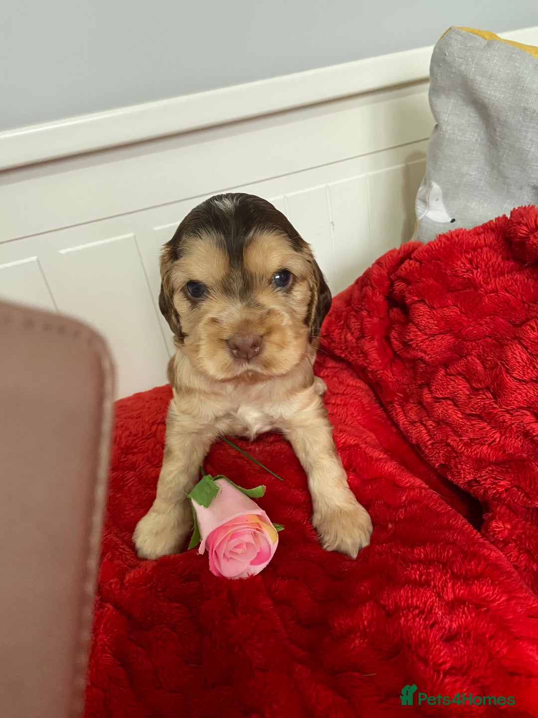 Cocker Spaniel dogs for sale: Show cocker spaniel puppies viewings this weekend! - Image 27