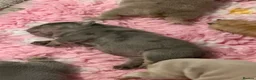 English Bulldog dogs for sale: Kc reg Incredible litter health tested Parents  - Advert 15