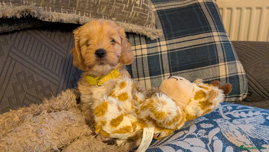 Cavapoo dogs for sale: Cavapoo puppies for sale - Advert 2