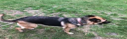 Mixed Breed dogs for sale: German Shepherd cross bitch  - Advert 5