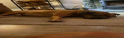 Boerboel dogs for stud: Boerboel  ** tiff for stud in Accrington - Advert 15