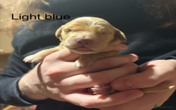 Golden Retriever dogs for sale: Golden Retriever Puppies for Sale - Image 20