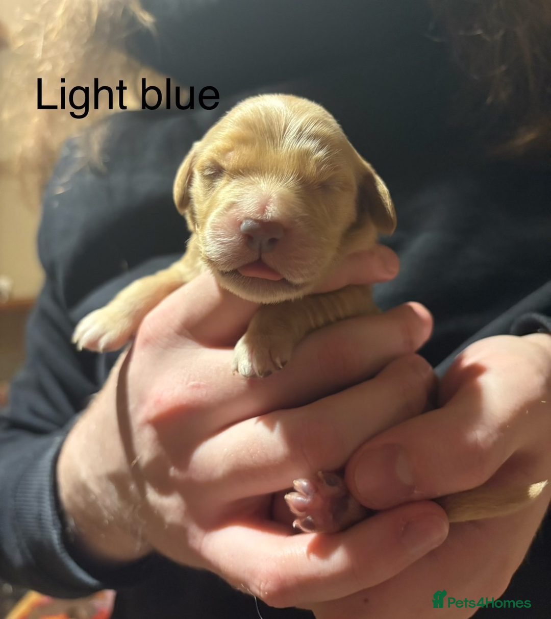 Golden Retriever dogs for sale: Golden Retriever Puppies for Sale - Image 20