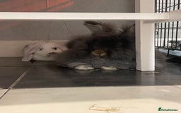 Angora rabbits for sale: Stunning full face angora  - Image 4