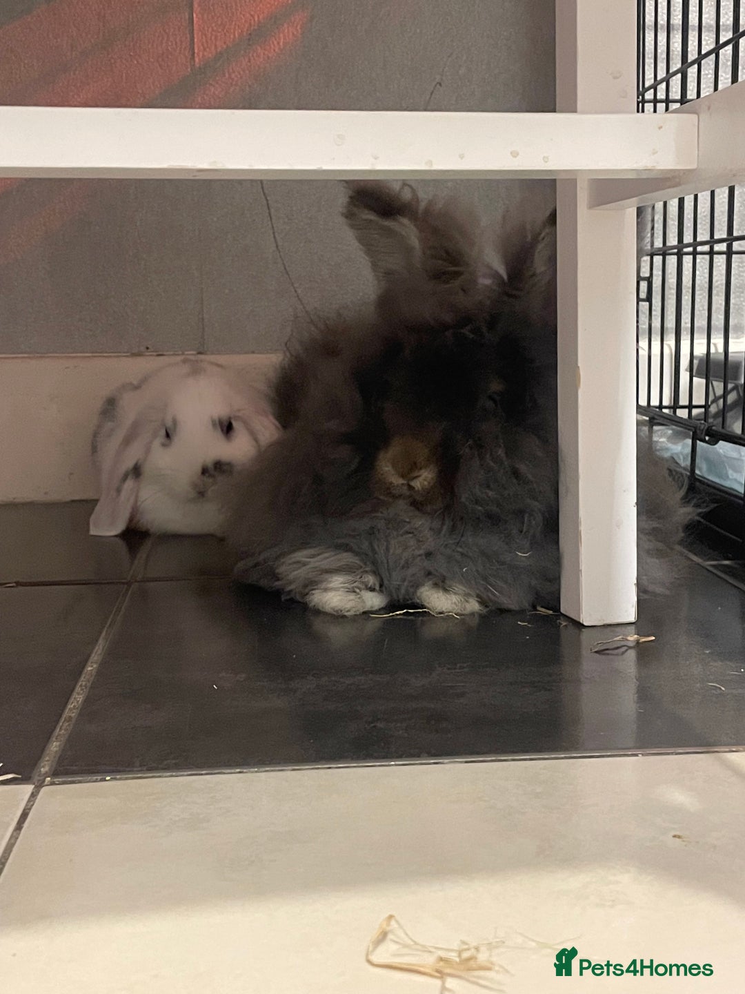 Angora rabbits for sale: Stunning full face angora  - Image 4