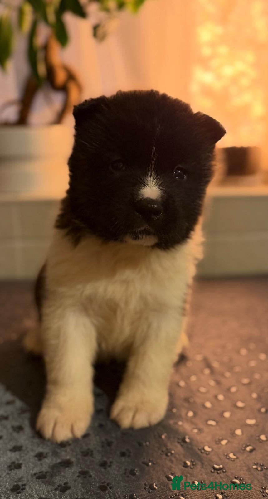 Akita dogs AKITA PUPS! PARENTS KC REGISTERED  - Advert 2