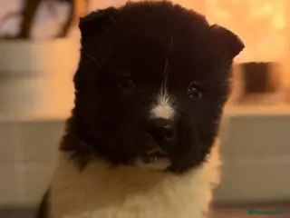 Akita dogs AKITA PUPS! PARENTS KC REGISTERED - Advert 2