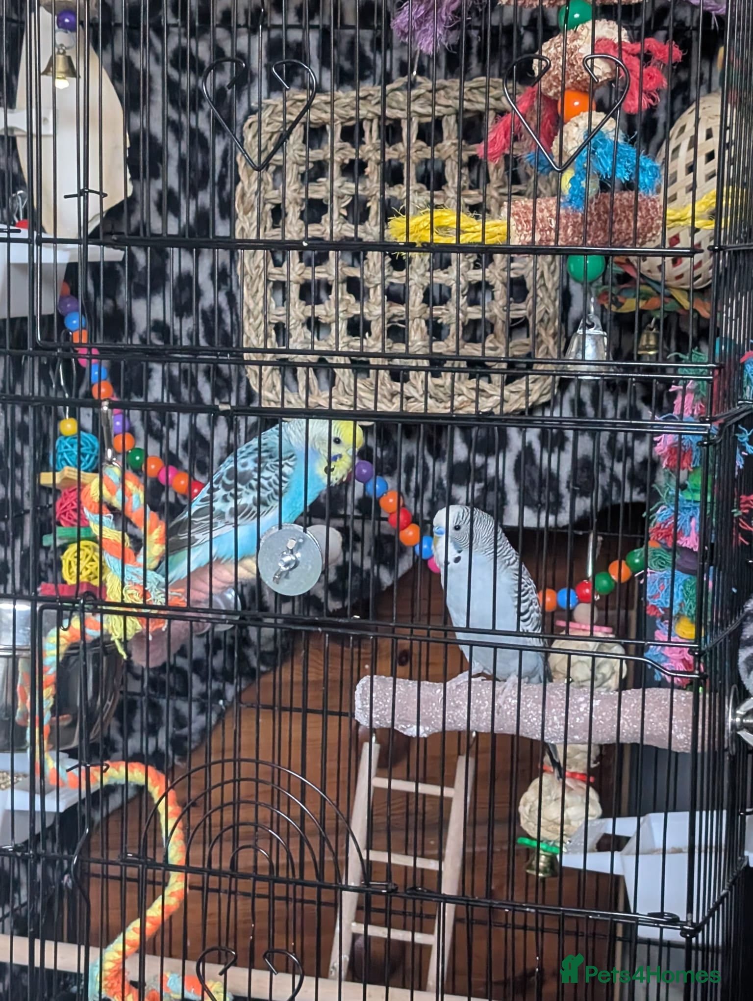 Budgerigars birds Budgies less than a year old  with cage  - Advert 2