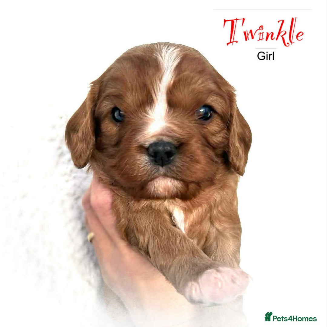 Cavalier King Charles Spaniel dogs for sale: Beautiful Cavalier King Charles Puppies - Advert 2