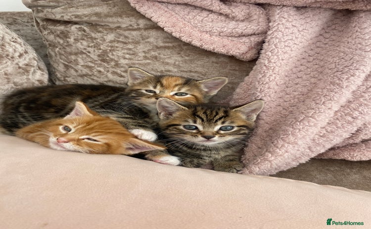 Mixed Breed cats - Advert 1