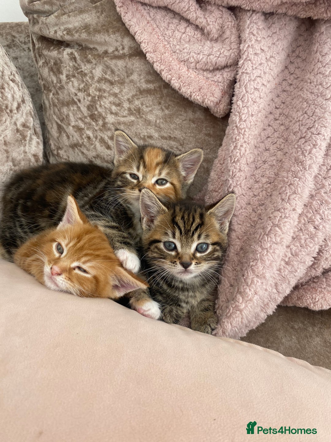 Mixed Breed cats for sale: Cutest kittens  - Image 1