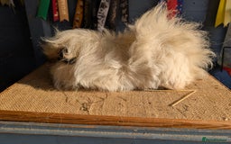 Guinea Pig rodents for sale: Swiss bonded baby boys - Image 3