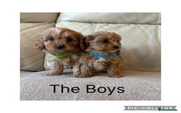 Cavapoo dogs for sale: Beautiful Cavapoo Puppy’s  - Advert 6