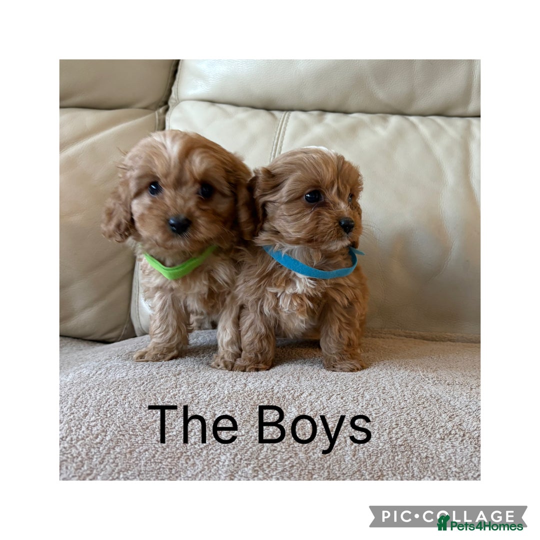 Cavapoo dogs for sale: Beautiful Cavapoo Puppy’s  - Advert 6